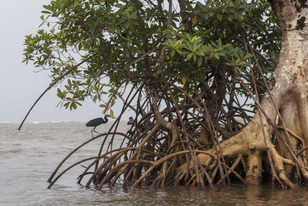 Un reste de mangrove entre Yoyo et Mbiako. Elle était autrefois pleine de mangroves. Alors que la mangrove entourant Yoyo et Mouanko est coupée pour fumer le poisson et pour cuisiner, Nypa Fruticans s'empare lentement de la zone de forêt de mangrove. Elle a moins d'effets positifs sur l'environnement que la plante n'en a.
