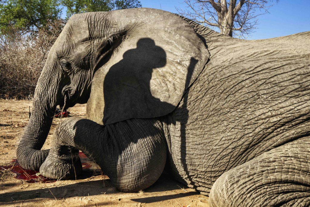 Zone de safari de Charara, Kariba.  Quatrième jour de chasse. 10h00. Il a abattu un “elephant tuskless cow” sans défense. Et est très fier de son coup. “Joli coup”', tout le monde se félicite.
